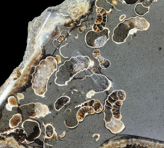 Polished Ammonite Fossil Slab - Marston Magna Marble #63846